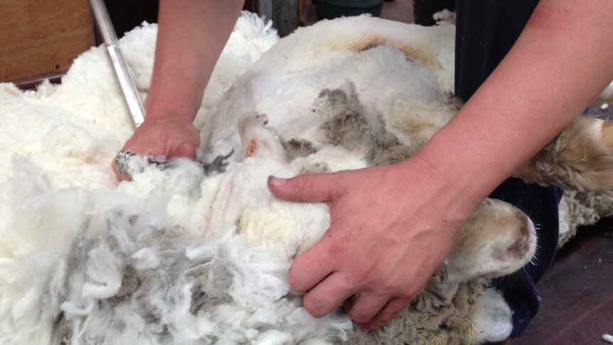 Shearing close up