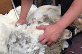 Shearing close up