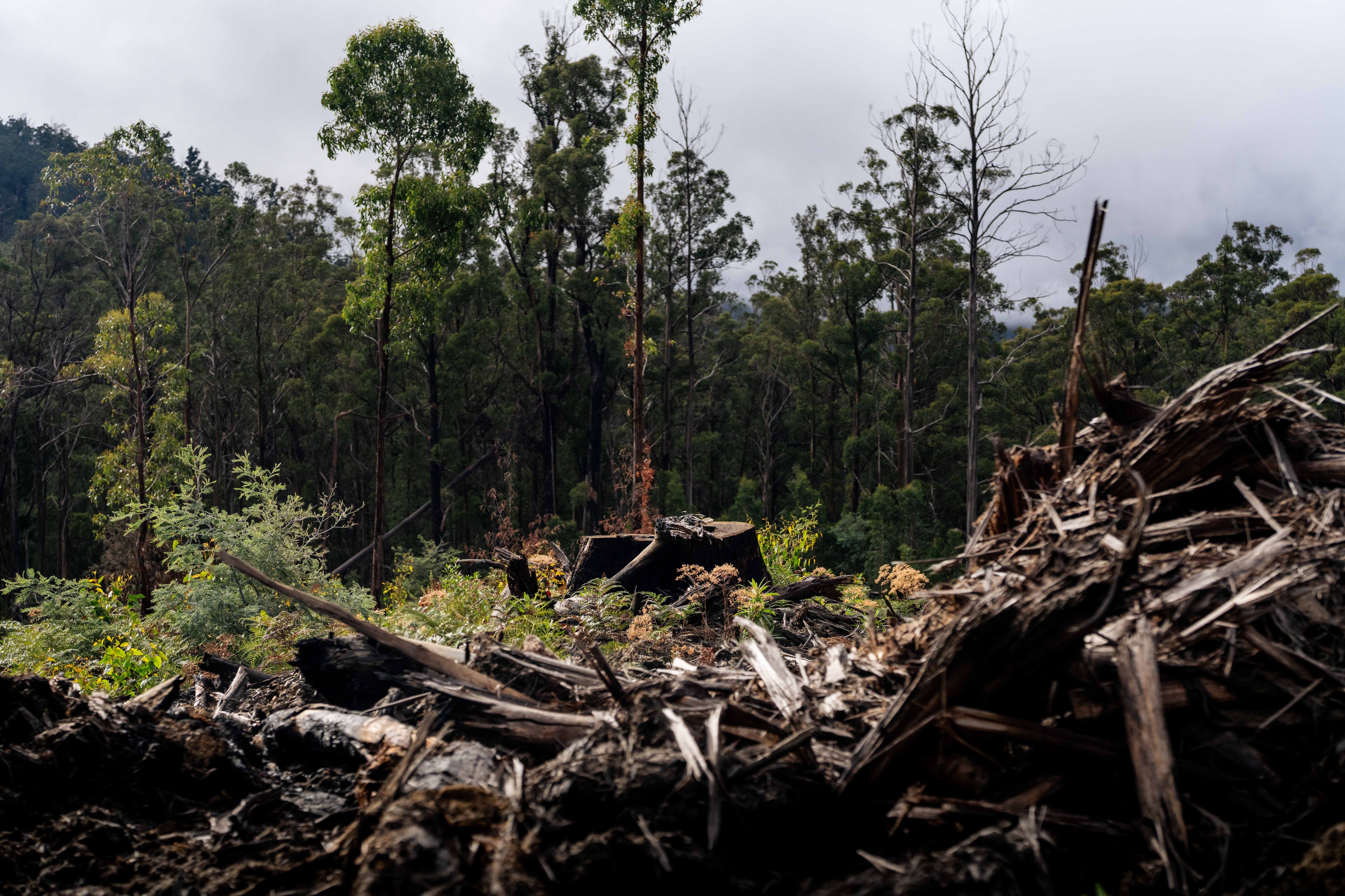 Tree stumps, logs and branches that have been cut down and burned