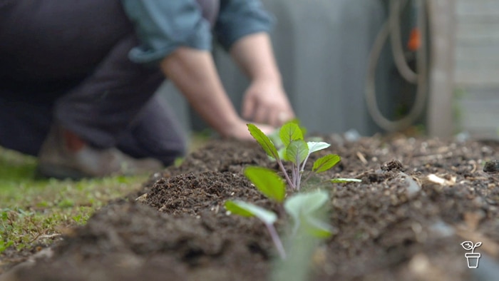 Seedlings being planting in a row in a vegetable garden bed