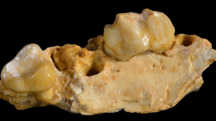 A photograph of fossilised teeth.