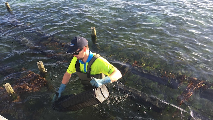 Ben Cameron at Blackman Bay retrieving oysters