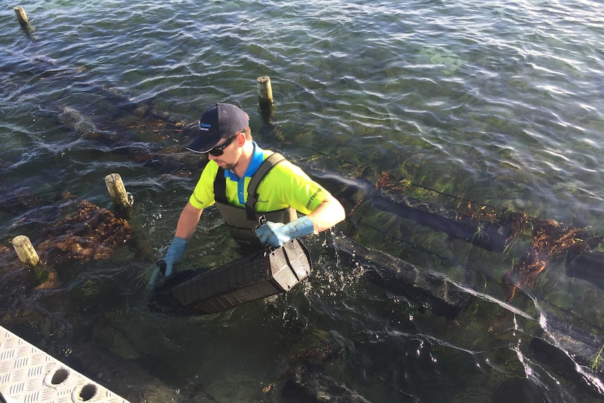 Ben Cameron at Blackman Bay retrieving oysters