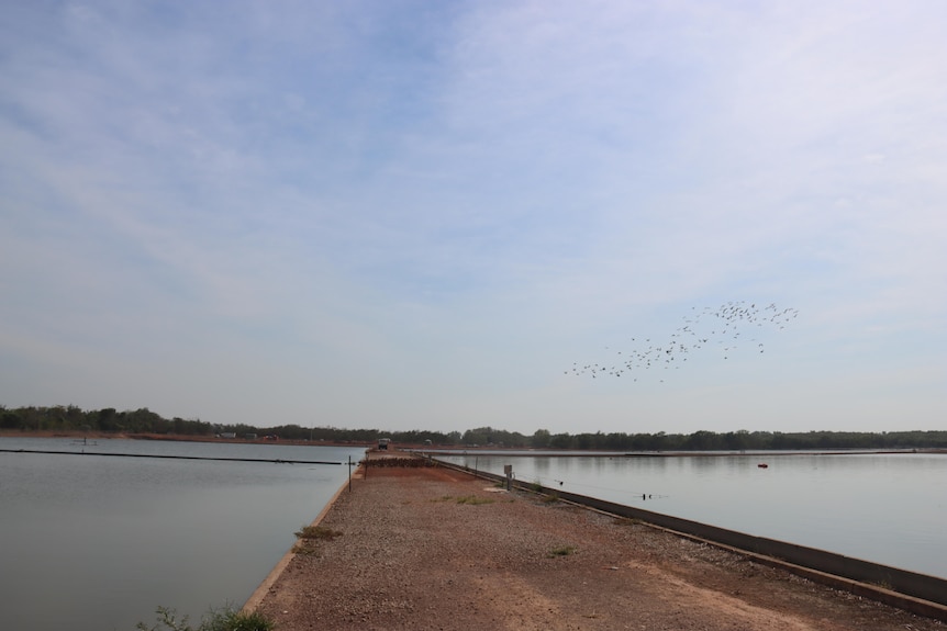 A photo of Leanyer ponds, a sewage facility. Birds are flying overhead.
