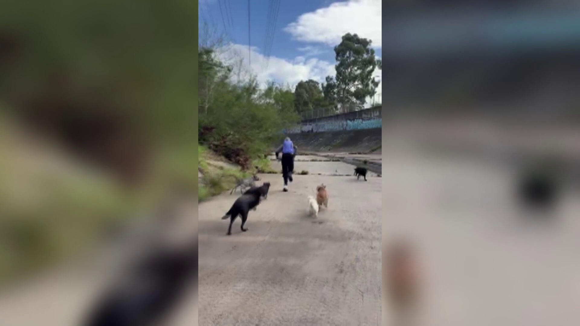 Police investigate attempted sexual assault of Melbourne dog walkers