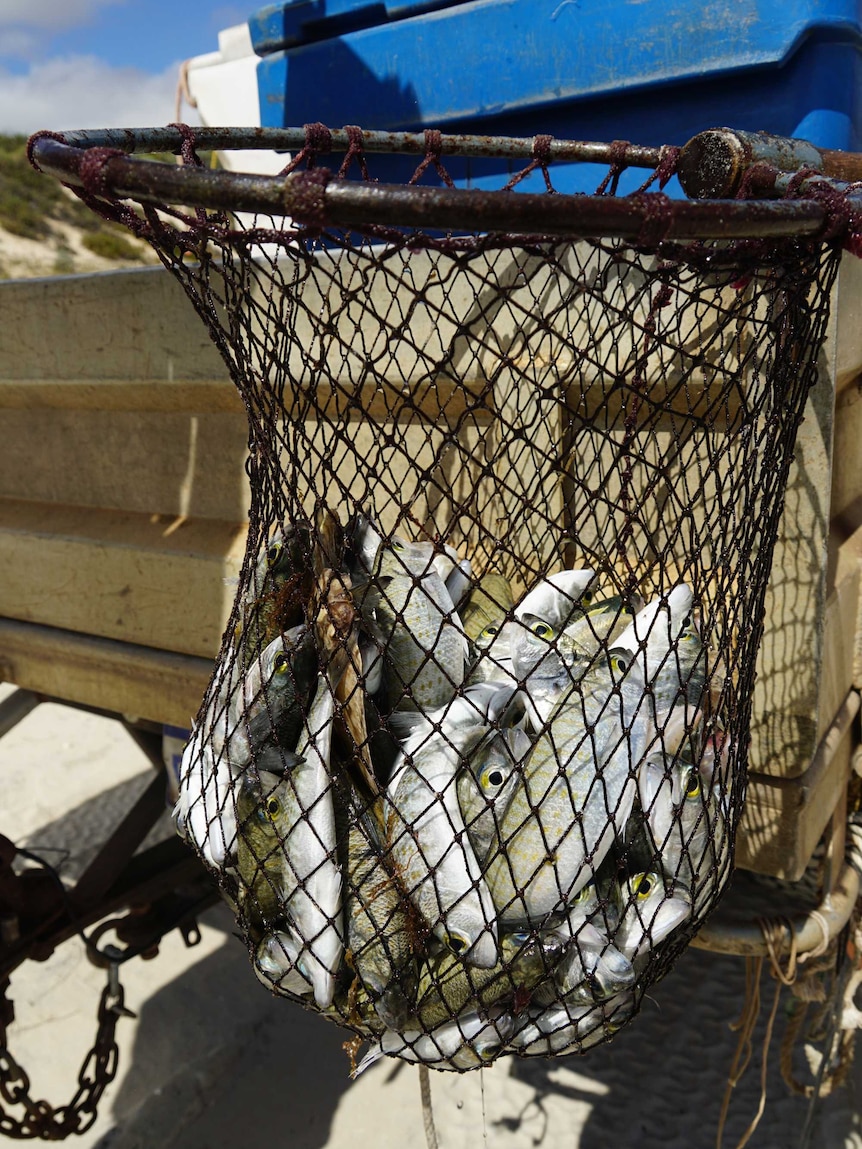 Herring in a net