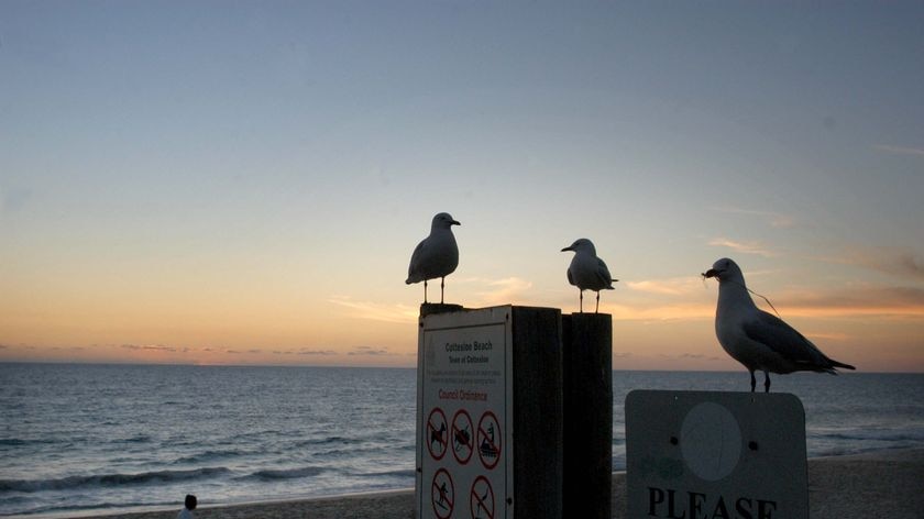 Seagulls sit on a sign at dusk at Cottesloe Beach