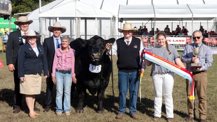 Group of breeders stand next to champion angus bull with prizes in paddock