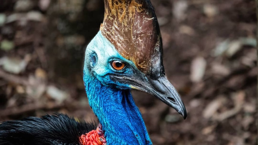A close up of a cassowary's head, with a bright blue neck, red and black feathers.