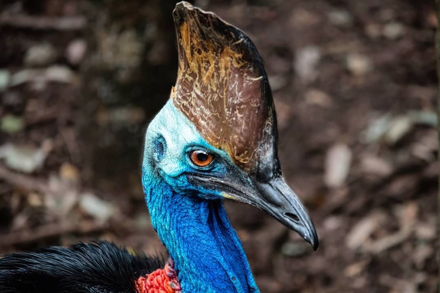 A close up of a cassowary's head.