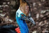 A close up of a cassowary's head.