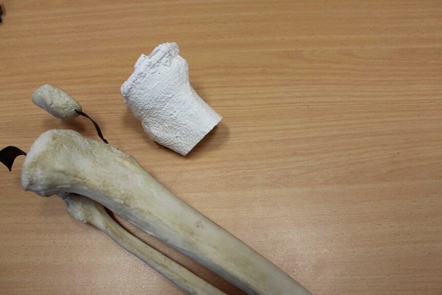 A human tibia bone lies to the left of a 3D printed tibia bone.