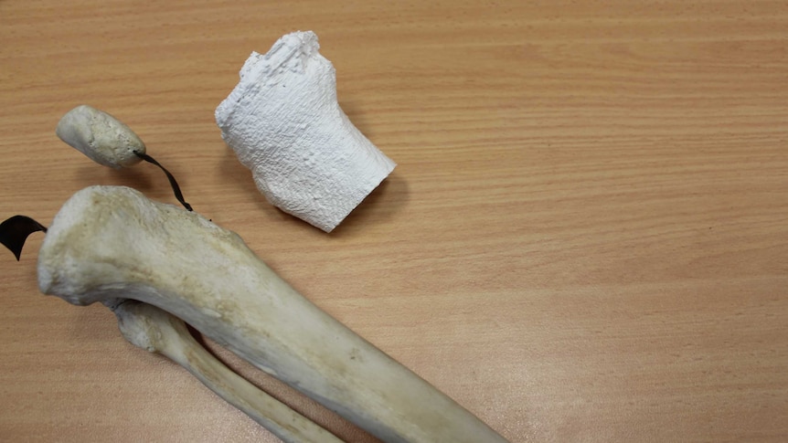 A human tibia bone lies to the left of a 3D printed tibia bone.