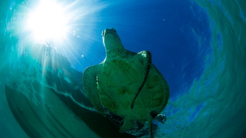 turtle swimming