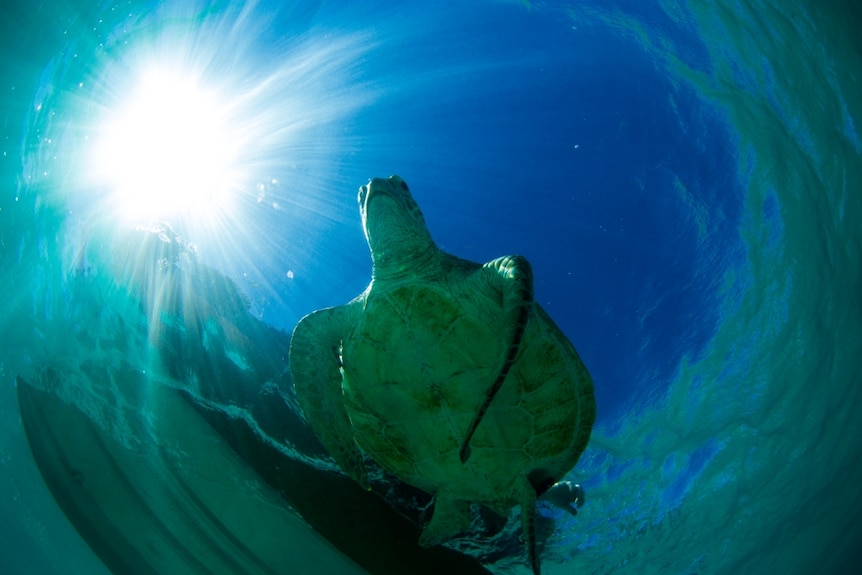 turtle swimming