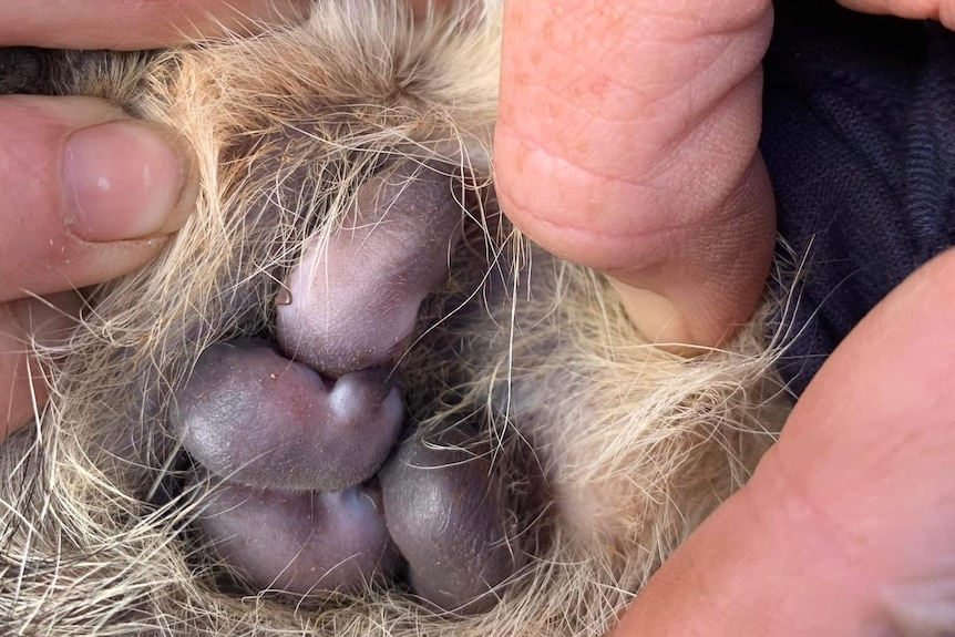 Numbats inside mother's pouch.