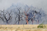 High temperatures, strong winds and low humidity produced tinder-box conditions.