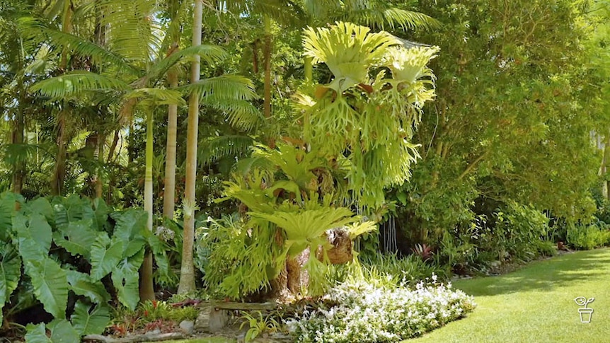 A tropical garden filled with tall trees and flowering shrubs.