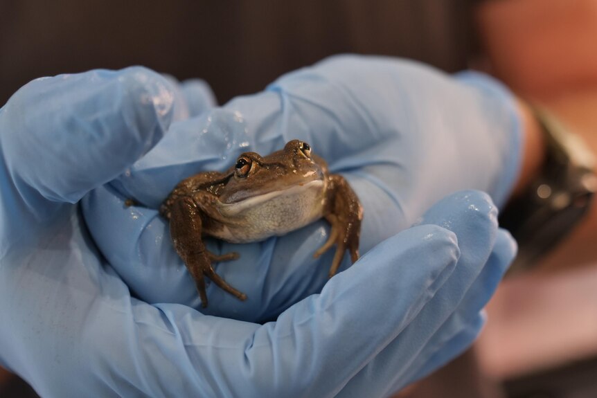 close up of persons hands in gloves holding brown frog with white belly