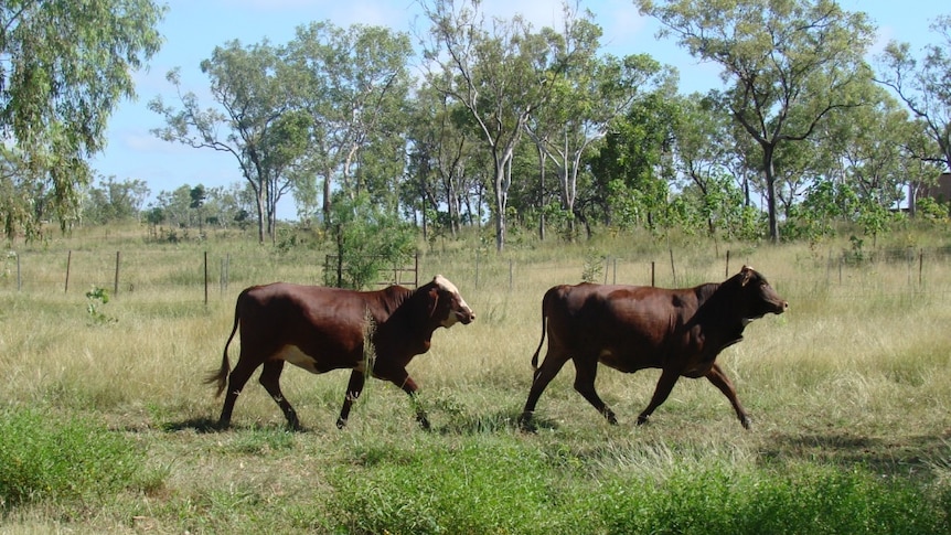 Two Braford heifers in a paddock