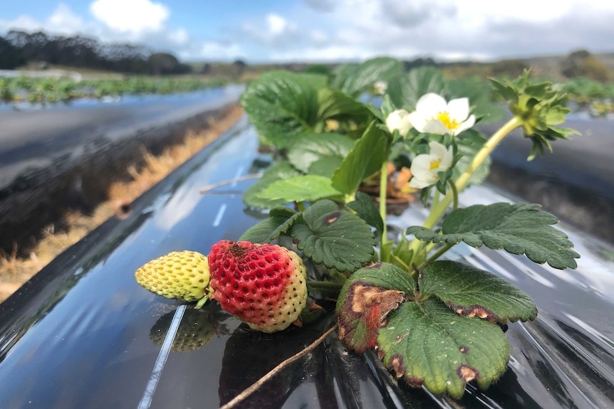 Close up of strawberries