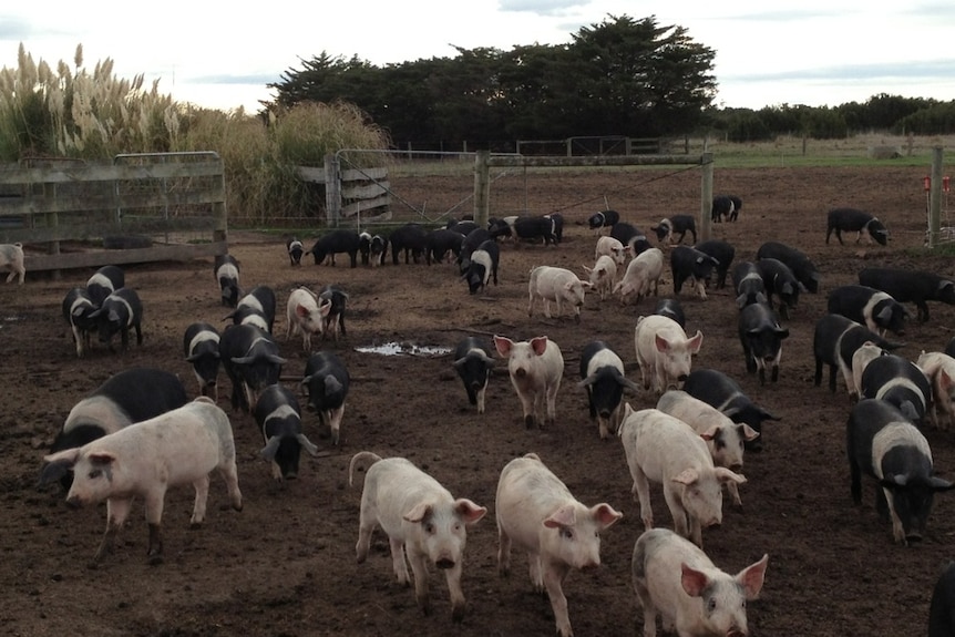 A pig farm in Victoria