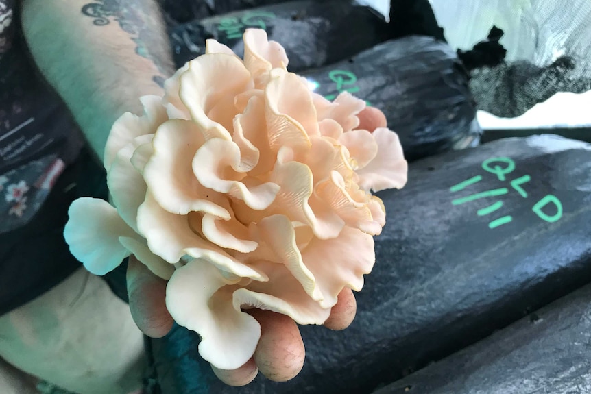 Oyster mushroom