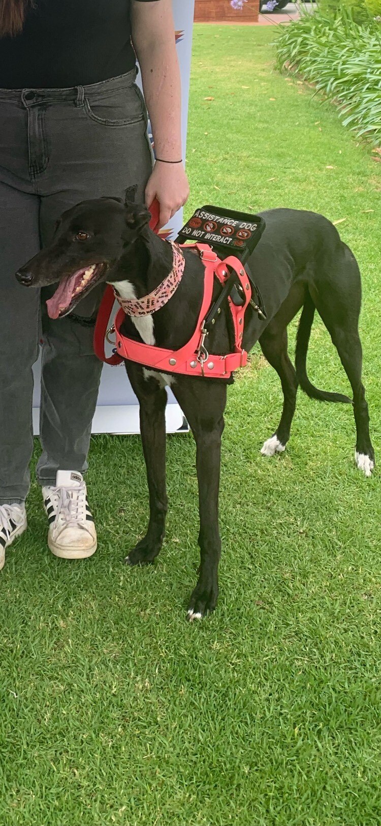 a greyhound service dog 