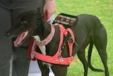 A greyhound assistance dog