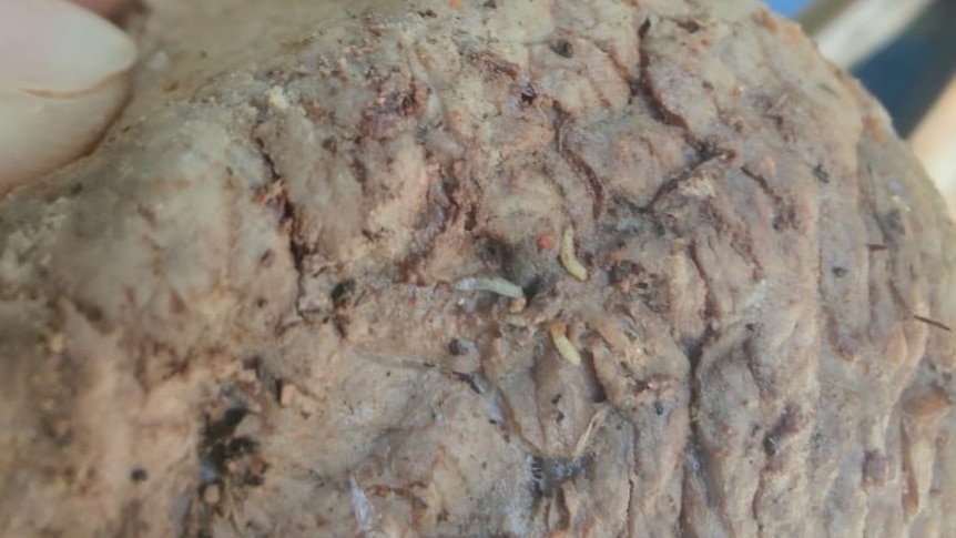 Image of steak with maggots in it