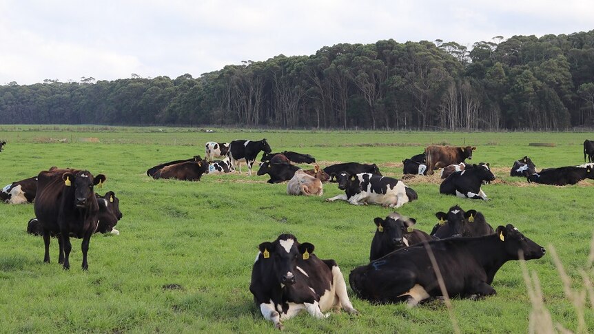 Dairy cows sitting on green grass surrounded by trees at the Woolnorth property in north-west Tasmania.