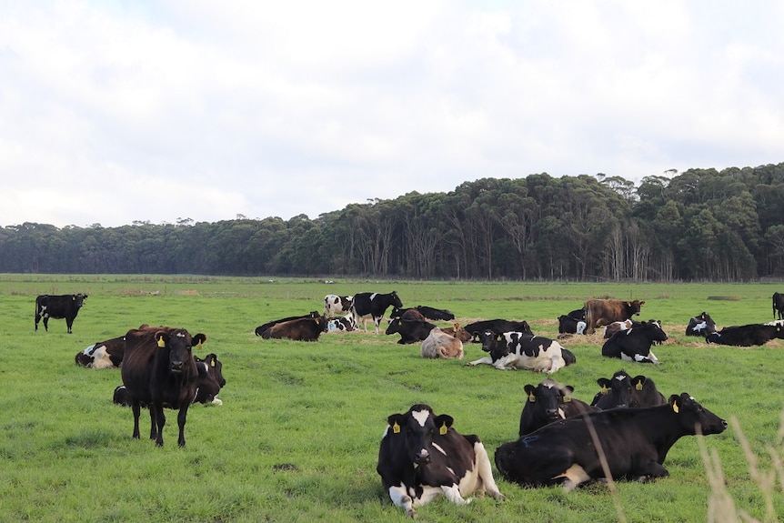 Dairy cows at the Woolnorth property in north-west Tasmania.
