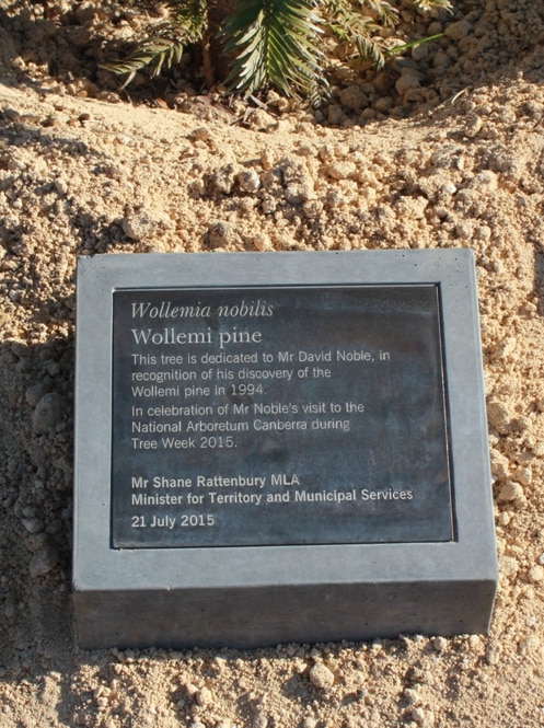 Wollemi pine at the National Arboretum