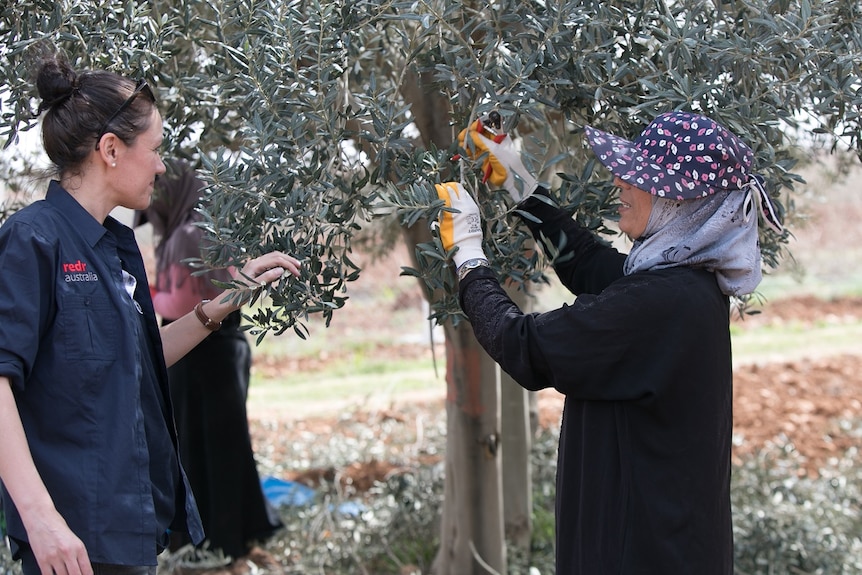 Two woman face each other while one prunes an olive tree.