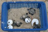 Turtle hatchings have been relocated after last week's oil spill in south-east Queensland.