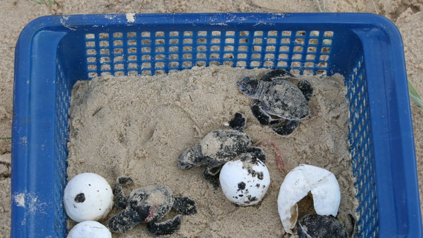 Turtle hatchings have been relocated after last week's oil spill in south-east Queensland.