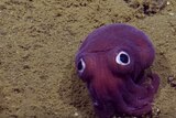 Baby squid on sea floor