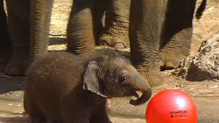 Zoo keepers say the as-yet unnamed baby elephant is a real character.