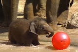 Zoo keepers say the as-yet unnamed baby elephant is a real character.