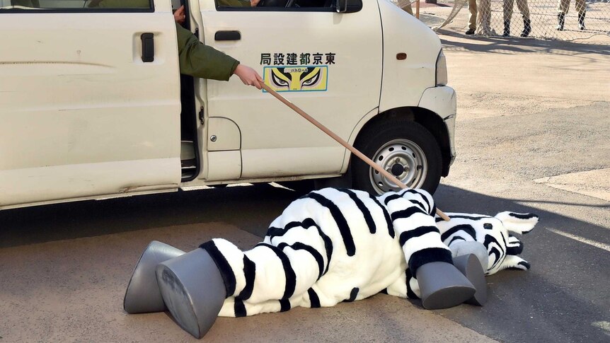 A zookeeper in a mini-van reaches out and pokes another keeper, lying on the ground in a zebra outfit, with a stick.