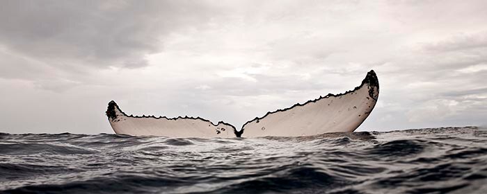 A Mother Listens - Humpback Whale 2006.