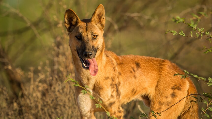 Dingo: the charismatic and controversial canid