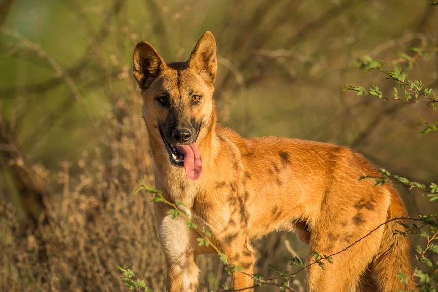 A golden dingo looking towards the camera with its tongue out, surrounded by shrubs and grasses.