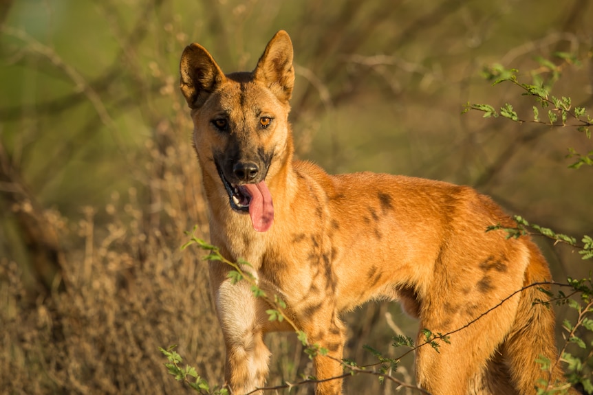 A dingo out in the bush looks at the camera curiously 