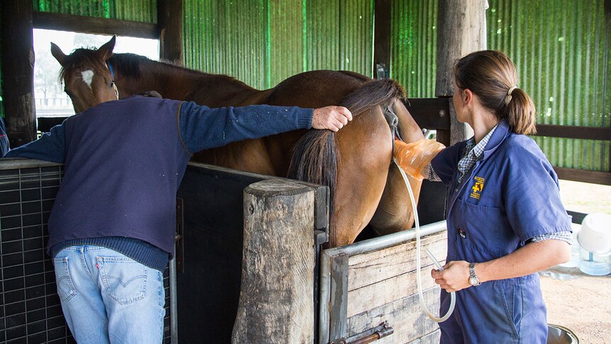 A mare stands in a stall; a man holds her tail to one side while a vet inserts a gloved hand in the mare's vulva.