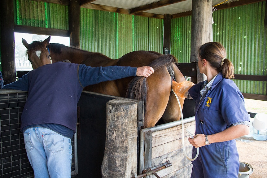 A mare stands in a stall; a man holds her tail to one side while a vet inserts a gloved hand in the mare's vulva.