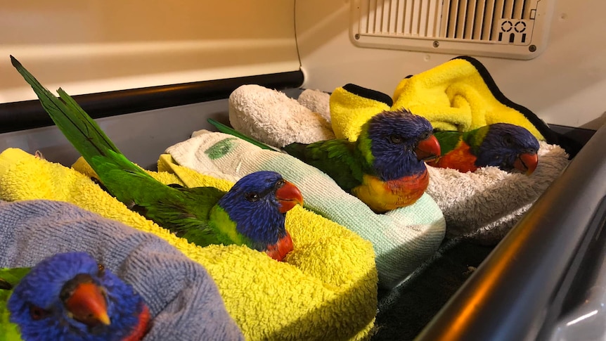 Rainbow lorikeets in single beds in care.