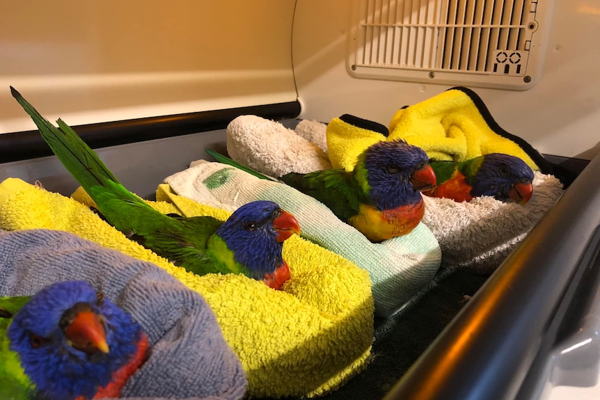 Rainbow lorikeets in single beds in care.