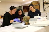 Associate Registrar Kelly Rowe, Bendt Museum director Vanessa Russ and assistant Sarah Ridhuan examine the collection.