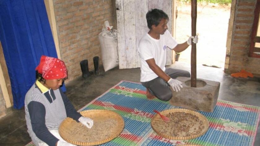 Two people collecting and processing Civet dung to produce Kopi Luwak coffee